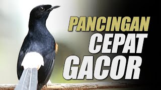 MURAI GACOR ‼️PANCINGAN EMOSI MURAI BATU YANG SUSAH BONGKAR ISIAN