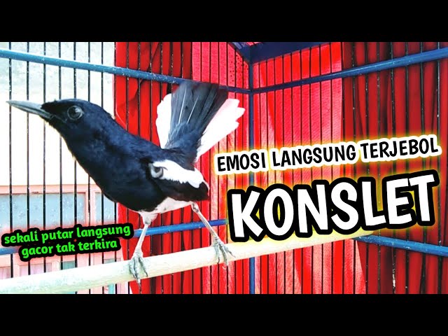 EMOSI LANGSUNG TERJEBOL KONSLET KACER AUTO GACOR !! PANCINGAN KACER GACOR  AMPUH PUTAR SAJA INI class=