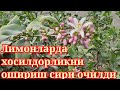 Лимонда хосилдорликни ошириш сири фош булди. Мана сизга исбот @Реал Мавзу Real Mavzu