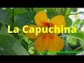 LA CAPUCHINA â€“ ESCORBUTO, TOS, RESFRIOS, BRONQUITIS