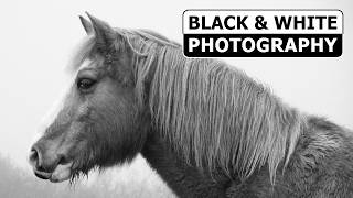 A Foggy Day in March 2026 -|- Black & White Photography Slideshow