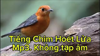 Tiếng chim Hoét Lửa gọi bầy chuẩn Mp3 Không tạp âm, bật loa là đến