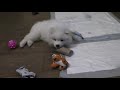 Щенок Самоеда в 2 месяца учит команду голос! Samoyed puppy learns the voice command.