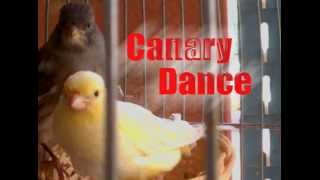 canary dance