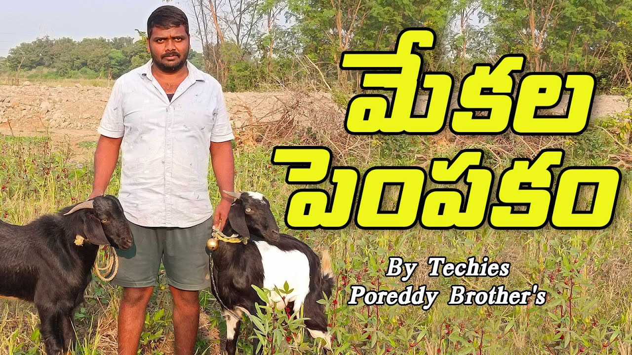 Goat Farming | మేకల పెంపకం | sheep farming | Shashi AgriTech