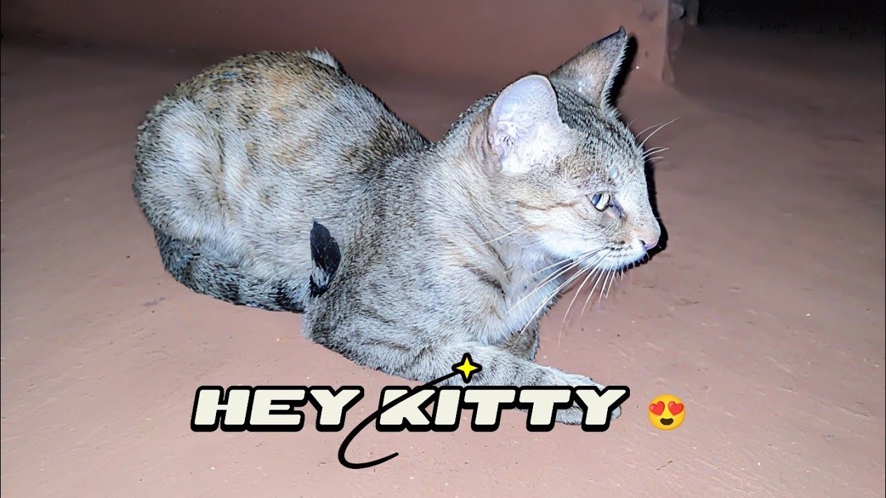 Hey Kitty 🐈 