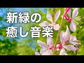 【新緑の癒しBGM】心がふっと落ち着くカフェタイム|やさしいピアノで癒されるリラックス音楽