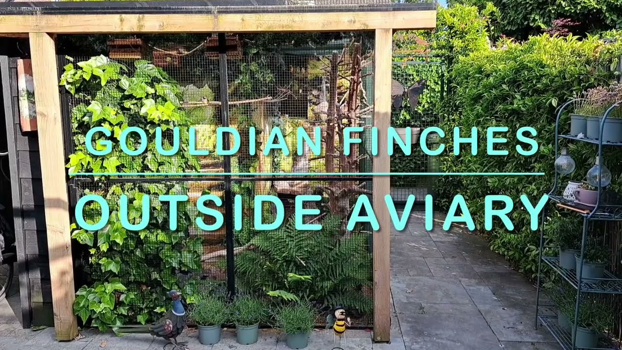 Gouldian  finches, outside aviary, Gouldamadines in buiten volière 2023