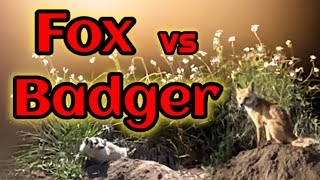 Fox Takes On a Badger! Fox v Badger Full Video - Animal Nature Video
