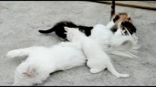 kitten playing with mother cat tail