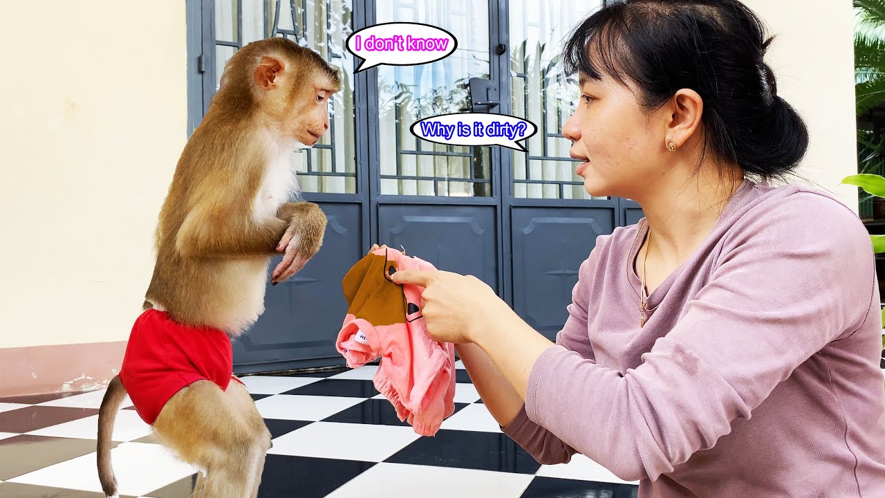 Monkey Lyly secretly asked her aunt for help because she accidentally got her clothes dirty.