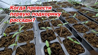 Первая Подкормка Рассады- Когда Её Нужно Провести?