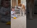 【凍りついた】秋田犬にひと吠えされた赤ちゃんがおもちゃごと完全停止した瞬間が最高だった😂🐕 #shorts #赤ちゃんと犬 #秋田犬 #赤ちゃん #犬