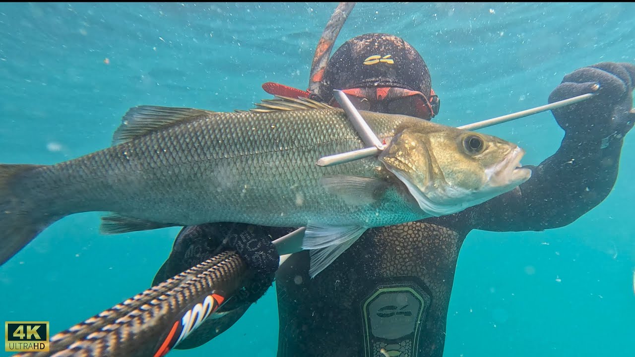 Внезапная встреча | Подводная охота