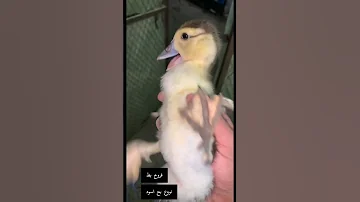 فرخ بط 