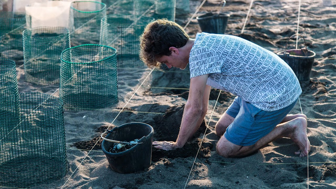 SAVING BABY SEA TURTLES