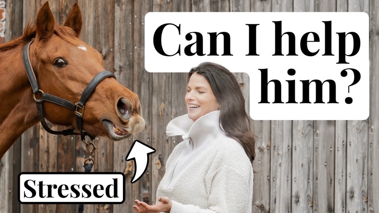 Owning a Tense Thoroughbred ~ What *Actually* Helps