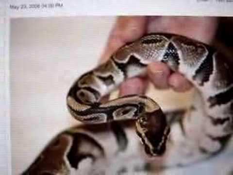 cruelty free kiko Ball Python nailed to a pole