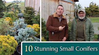 10 Stunning Conifers for your Small Garden by Fraser Valley Rose Farm 17,726 views 5 months ago 8 minutes, 8 seconds