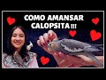 COMO FAZER CALOPSITA PARAR DE BICAR / AMANSAR CALOPSITA