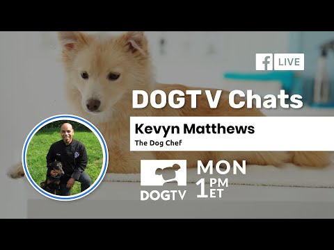 live dog tv