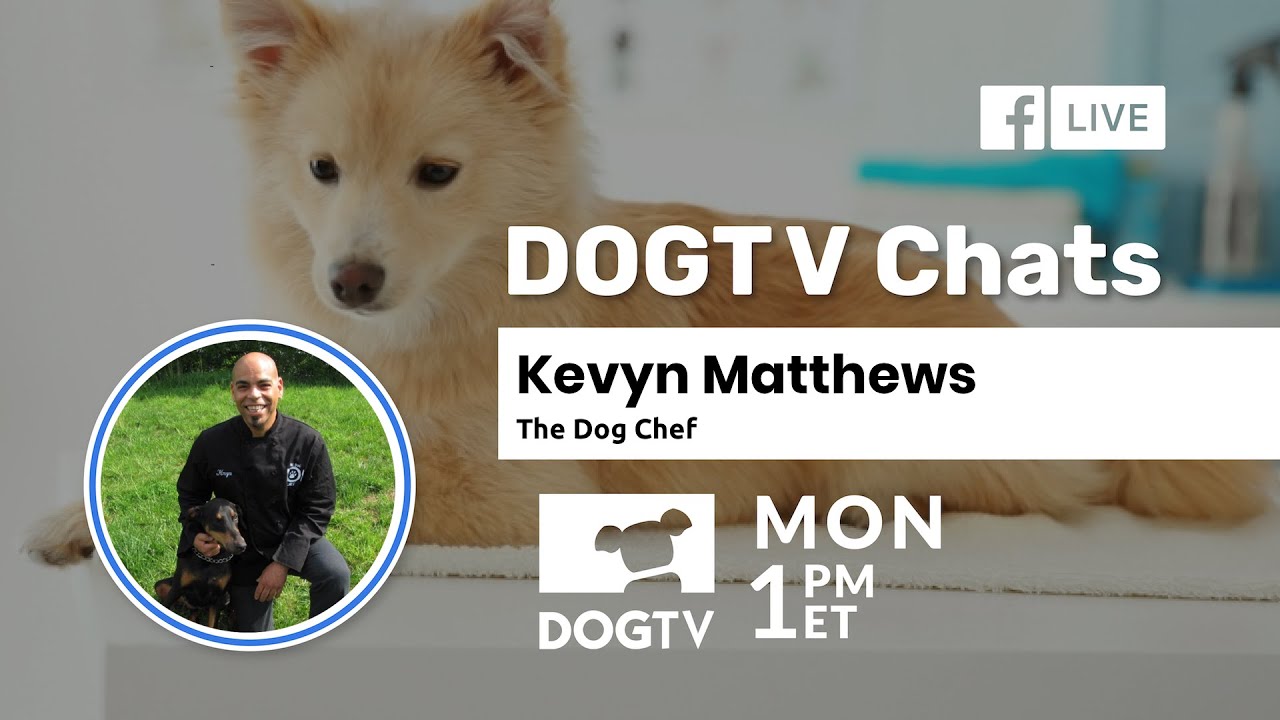 dog tv live