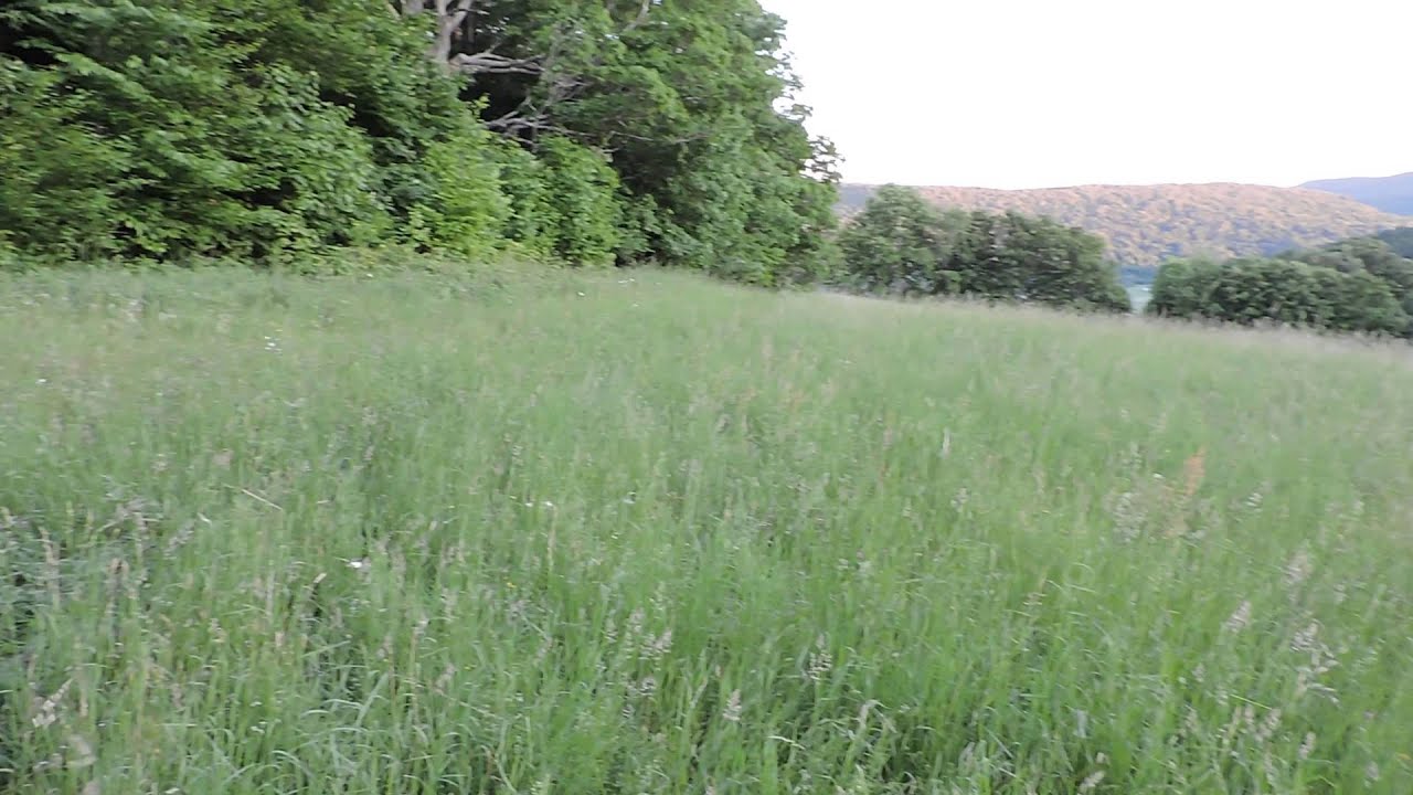 Bovina Beauty! Bob Hall Property for Sale YouTube