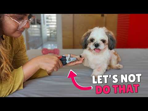 7 Grooming Mistakes Every Shih Tzu Owner Makes
