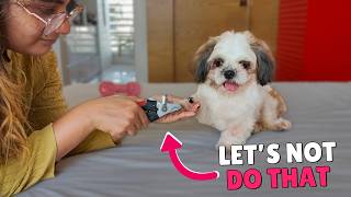 7 Grooming Mistakes Every Shih Tzu Owner Makes