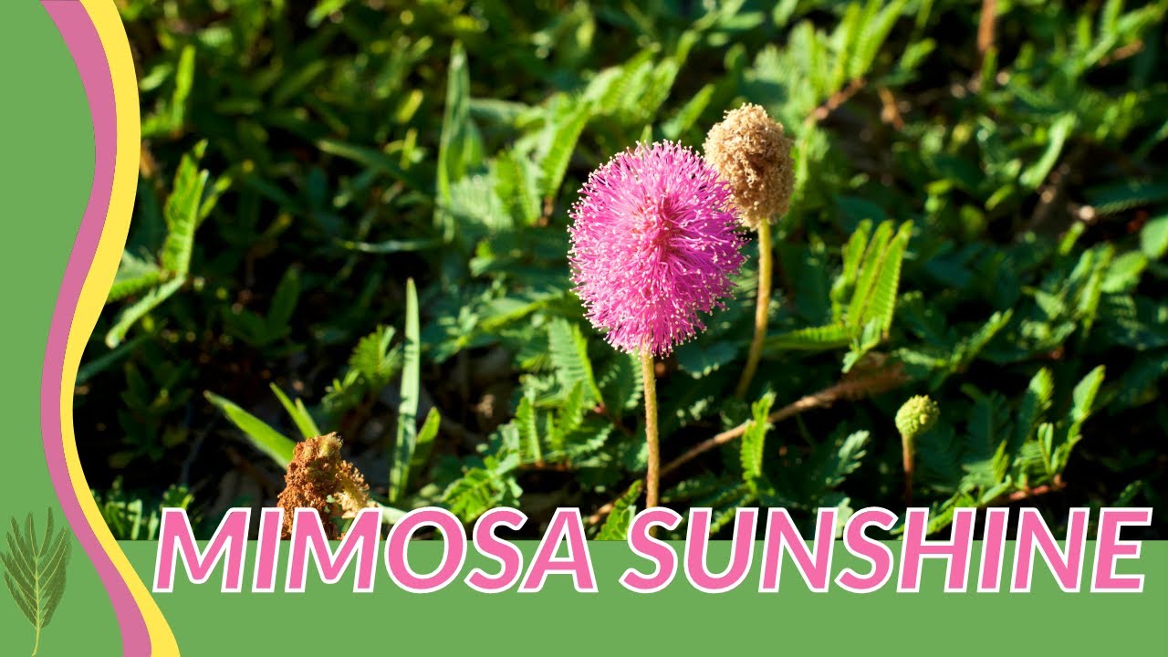 What's So Interesting About SUNSHINE MIMOSA? (Mimosa strigillosa