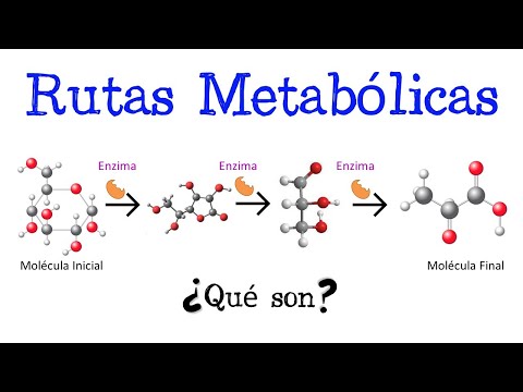 Video: ¿Cuál es un ejemplo de vía bioquímica?