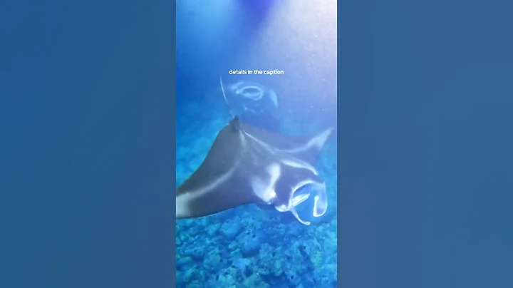 No cage, no aquarium, just MASSIVE manta rays feeding inches from your face in the ocean at night!