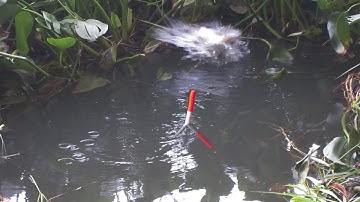 Câu Cá Ổ , Trở Lại Ổ Lục Bình Săn Rô Phi Khủng