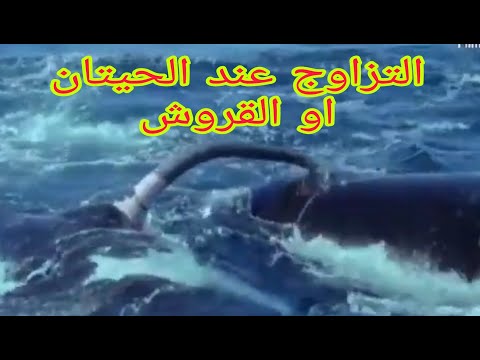 المحيطات البحر الابيض المتوسط كيفية ال عند الحوت