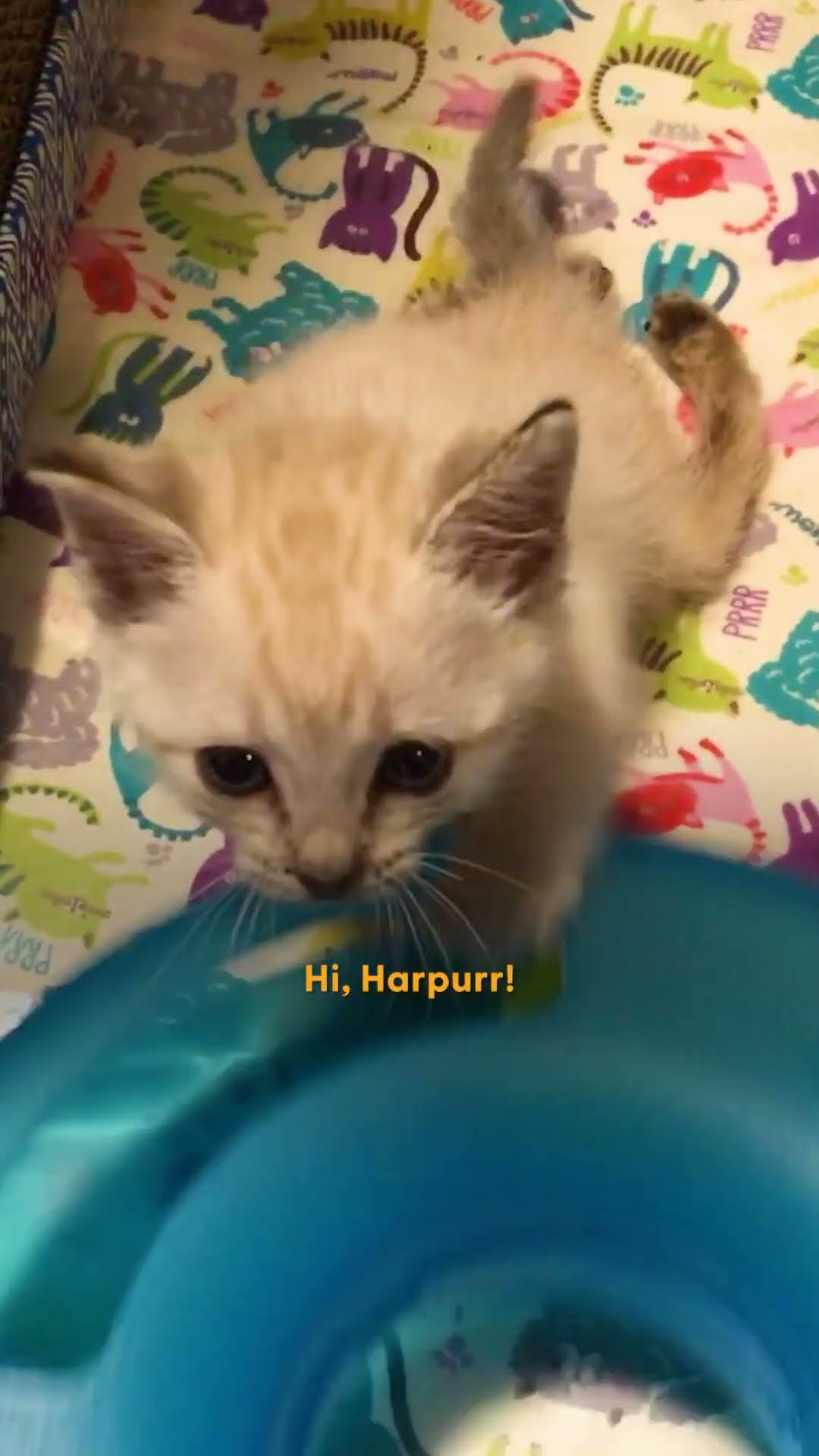 Nothing Stops This Paralyzed Kitten | The Dodo
