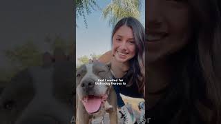 Pittie Found Tied To A Fence Goes Glamping With Her New Parents | The Dodo
