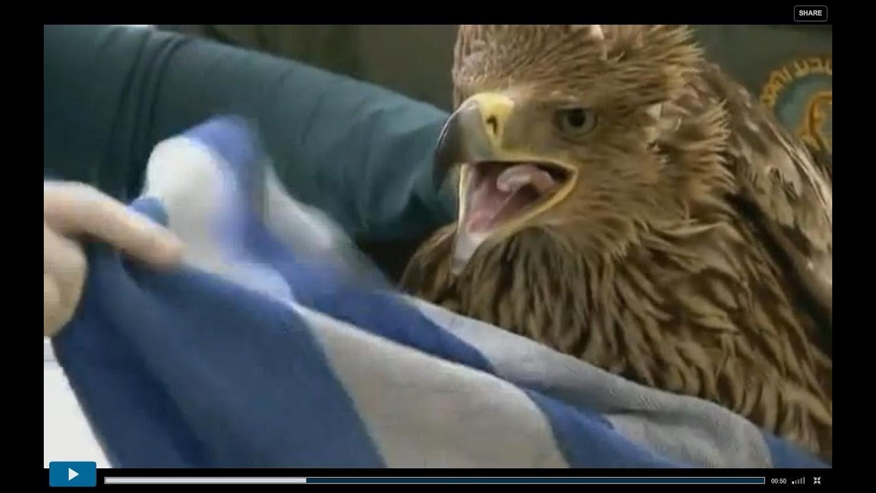 Wounded eagle soars once more in Israel YouTube