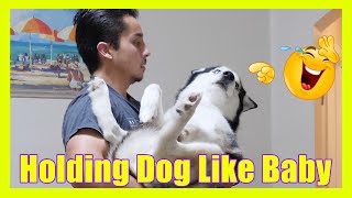 Dog carried like baby - Funny dog reactions