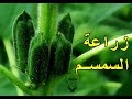 زراعة السمسم في المنزل   Sesame