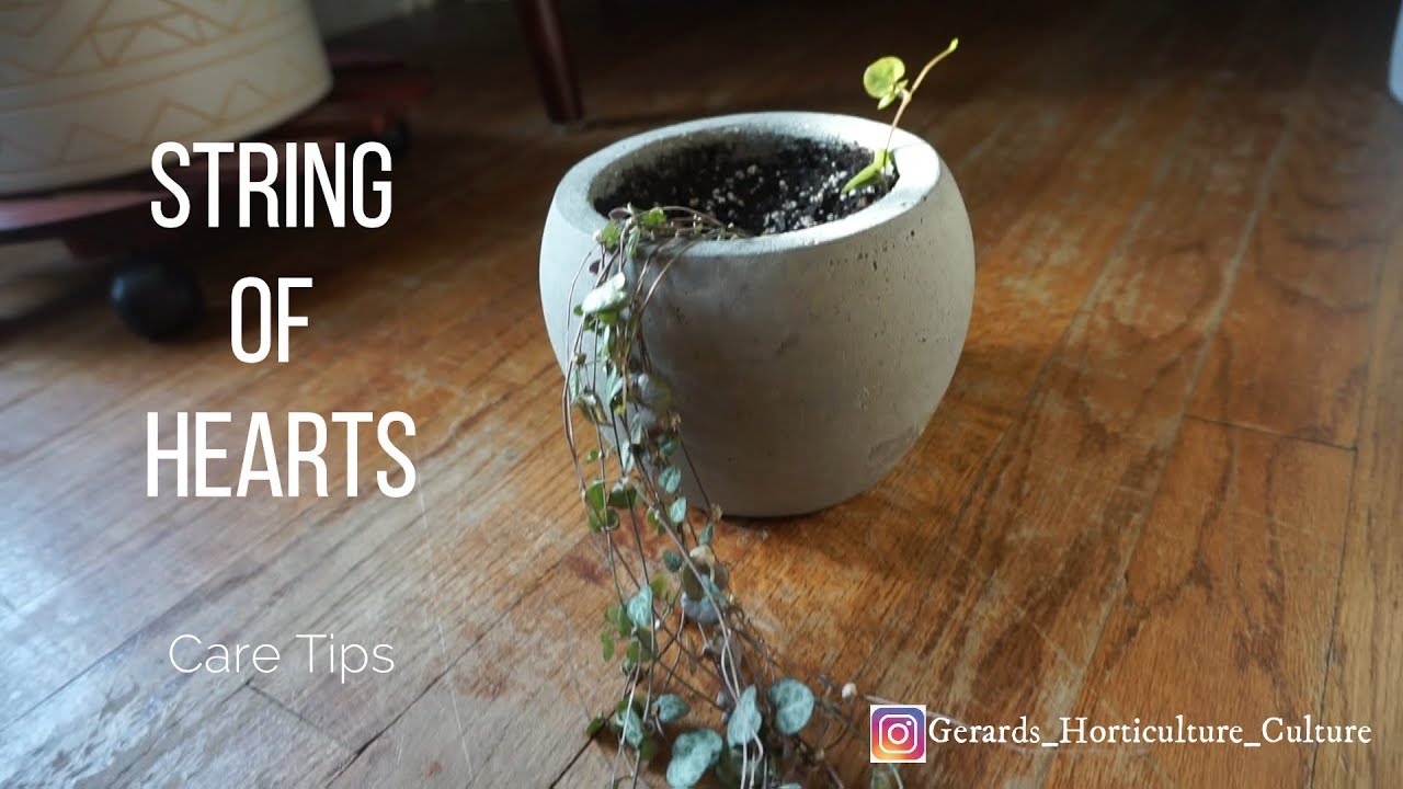 Care Tips for the String of Hearts Plant YouTube