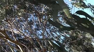 Tello (Ryze-Tello) caught in tree - sample footage[HD]