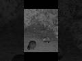Jaws the possum vs raccoons #wildlife #nature #animals