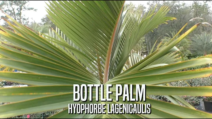 Bottle Palm, A Collectors Favorite