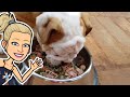 English Bulldog Puppy Early Morning Routine