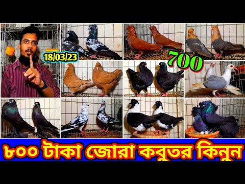 মাত্র ৮০০ টাকা জোরা করে হাই কোয়ালিটি কবুতর কিনুন | আনকমন ফেন্সি কবুতর