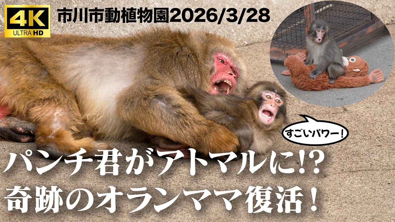オランママ復活！】4K パンチ君がアトマルに!? Punch vs Atomaru