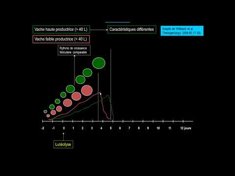 Vidéo: L'ivermectine Inhibe La Croissance Des Tumeurs Mammaires Canines En Régulant La Progression Du Cycle Cellulaire Et La Signalisation WNT