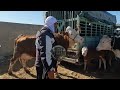 اسعار الابقار الجزائر اليوم سوق البقرة الوالدة بالفيديو سعر البڨري الشريعة تبسة اليوم7 3 2026 شاهد