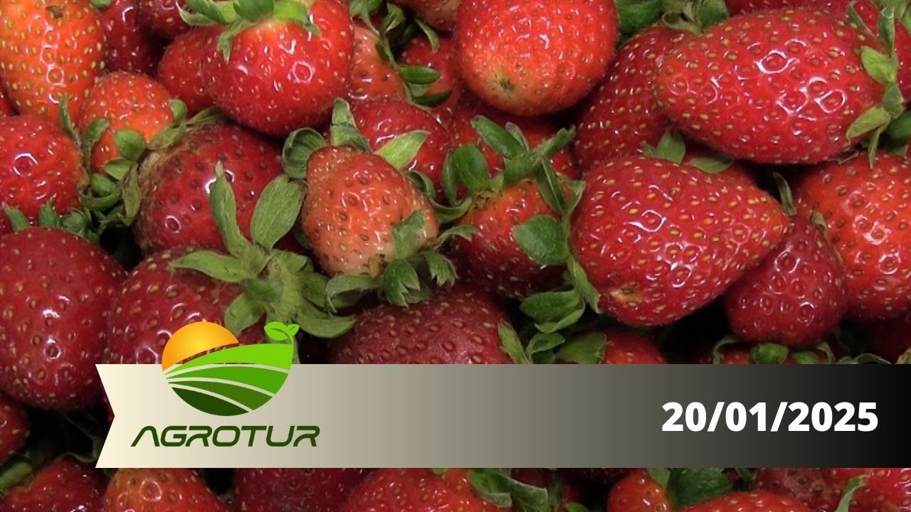 AgroTur Rota do morango amplia renda nas propriedades e fortalece o turismo rural