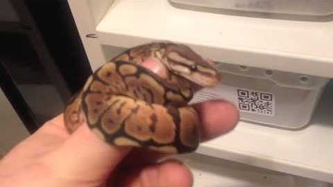 Actual Ball Python Dinker Project with babies produced!!